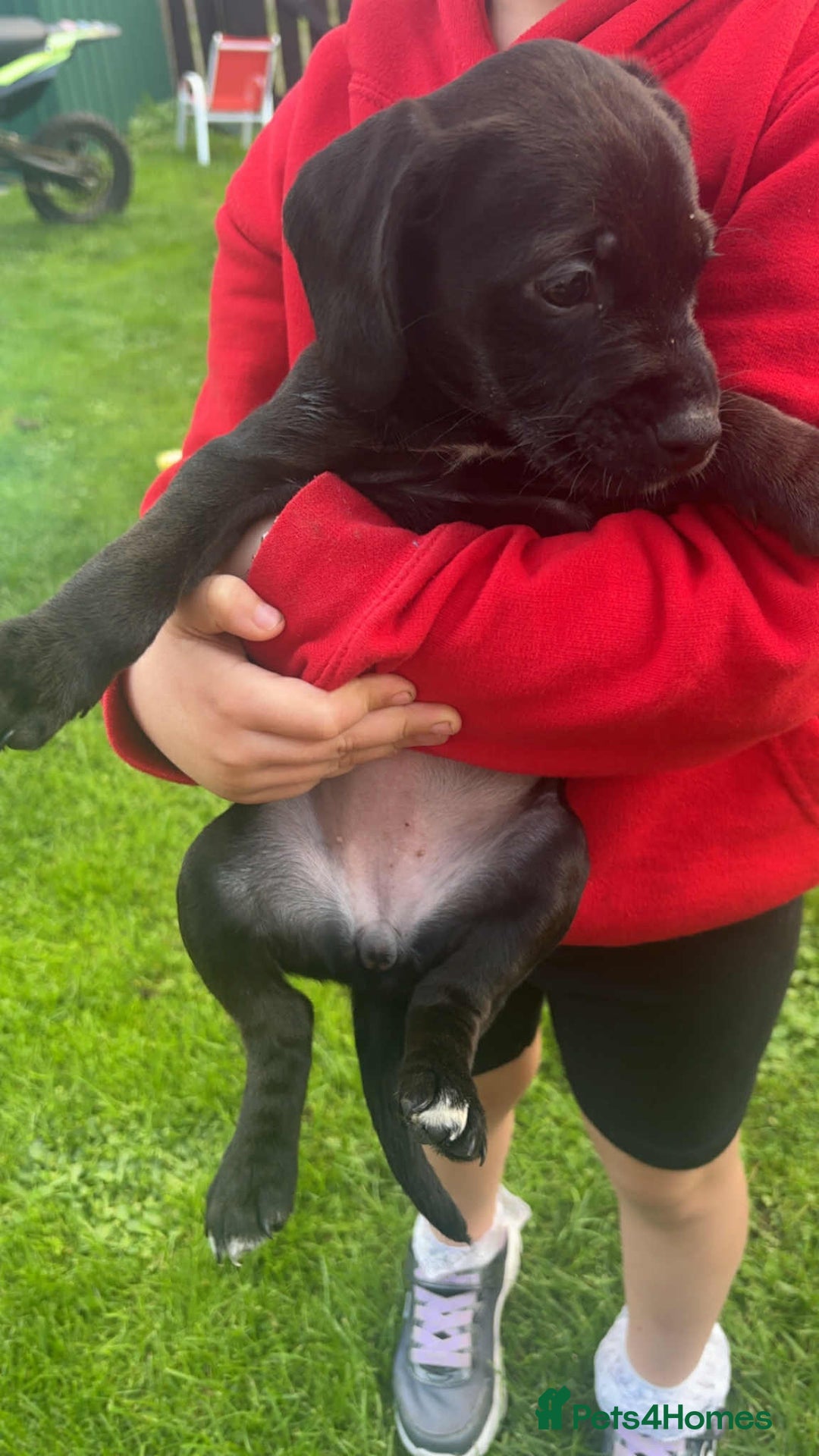 Mixed Breed dogs for sale: Litter of 4 beautiful Cockerdale pups  - Image 3