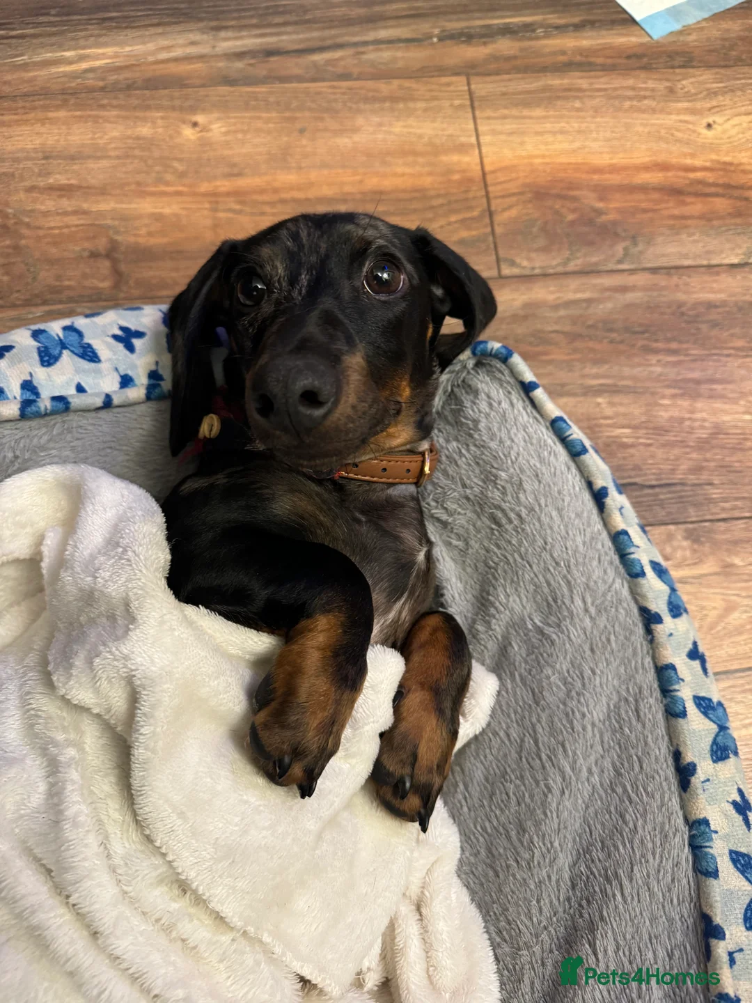 Dachshund dogs for sale: Silver Dapple Dachshund  - Advert 7