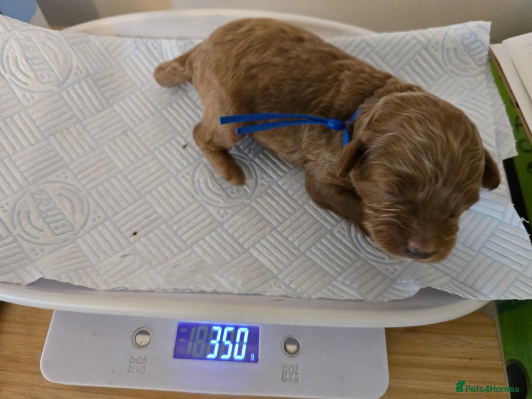 Cockapoo dogs for sale: American cockerpoo licensed Breeder health tested  - Image 13