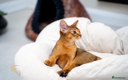 Abyssinian cats for sale: One of the Kind Abyssinian Girl-Champions Pedigree - Image 12