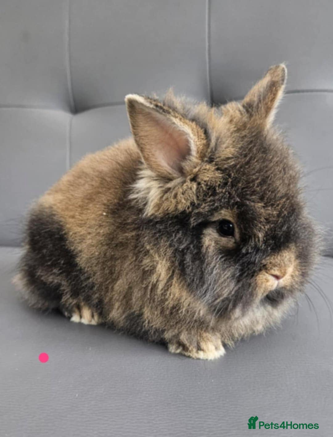 Lionhead rabbits for sale: Beautiful double maned bunnies ready to reserve - Image 9