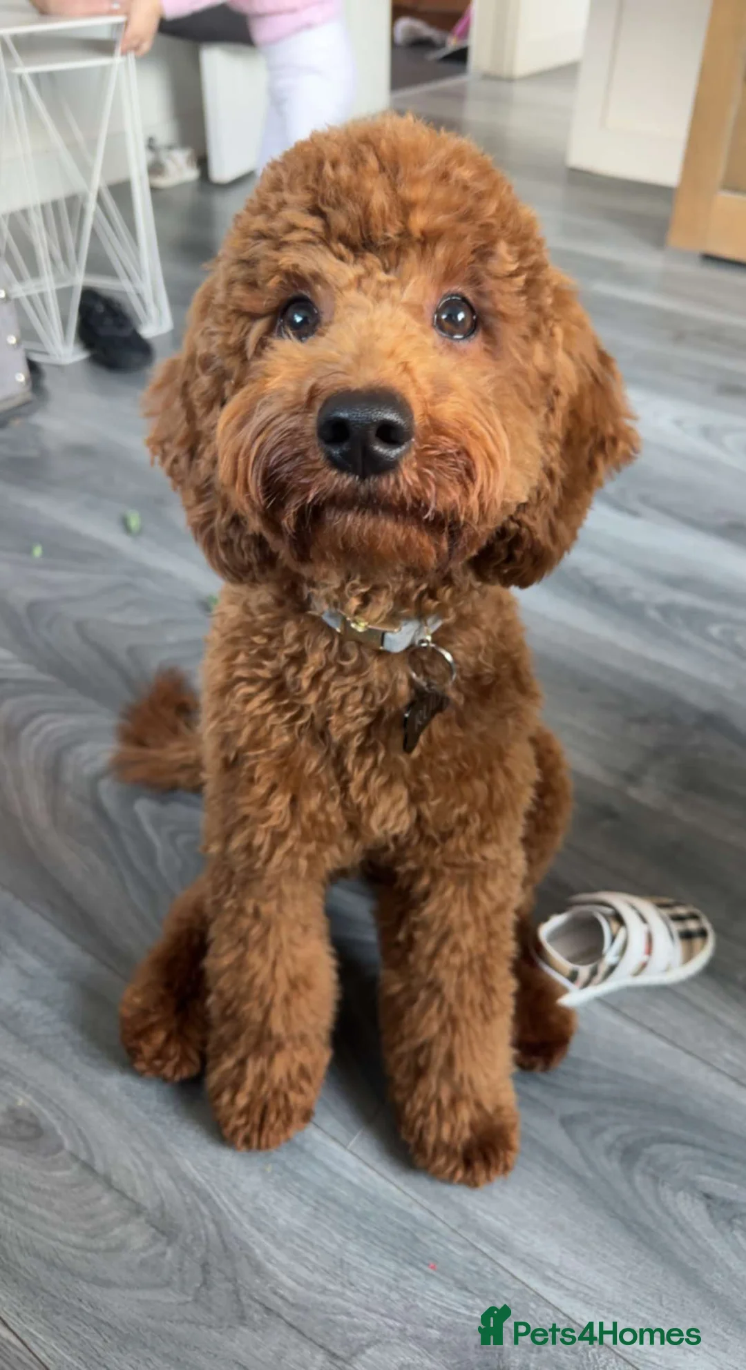 Cockapoo dogs for stud: ** STUD **  - Advert 1