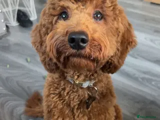 Cockapoo dogs ** STUD ** - Advert 10