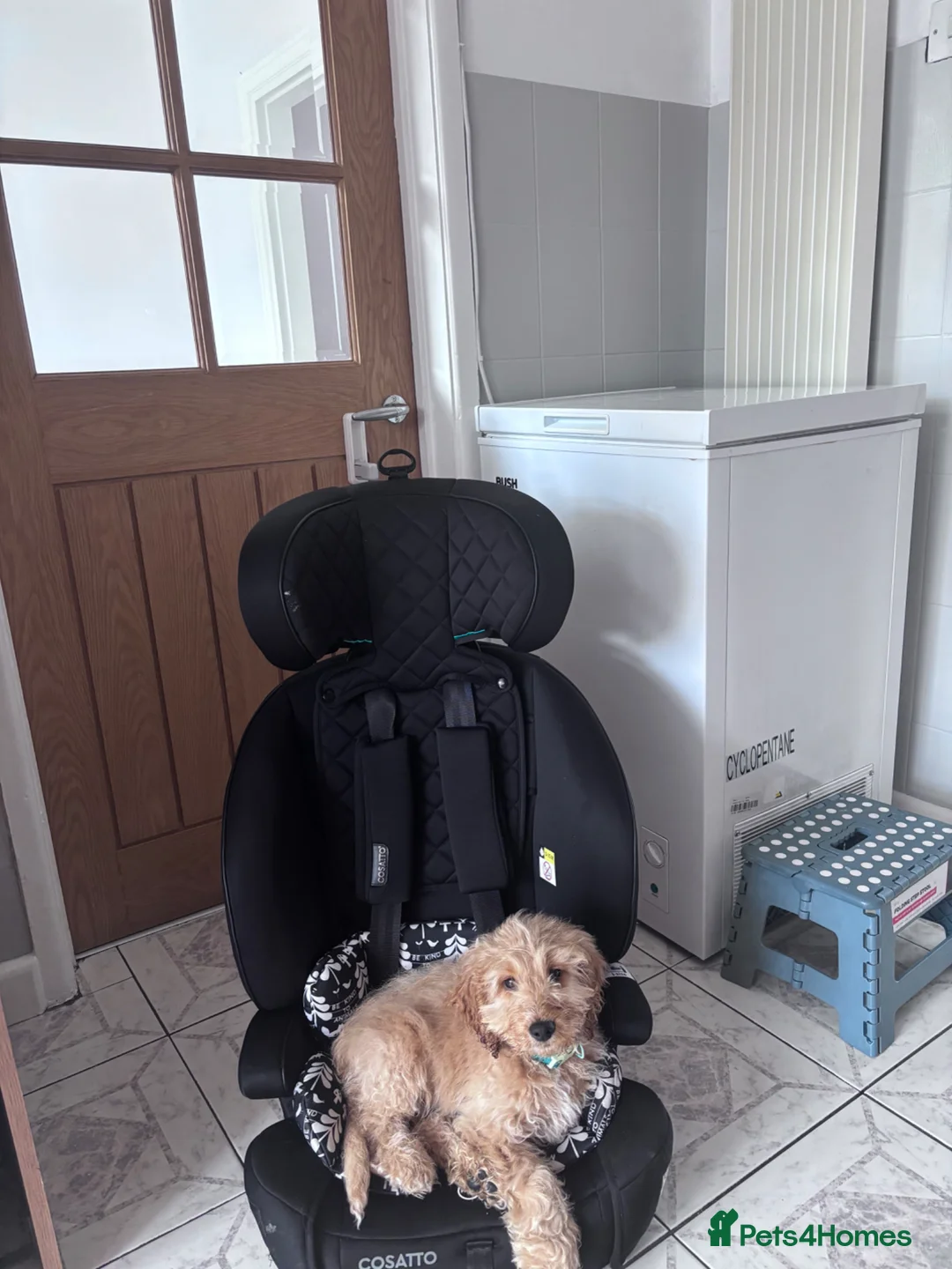 Cockapoo dogs for sale: Male cocker poo in Cheadle - Advert 2
