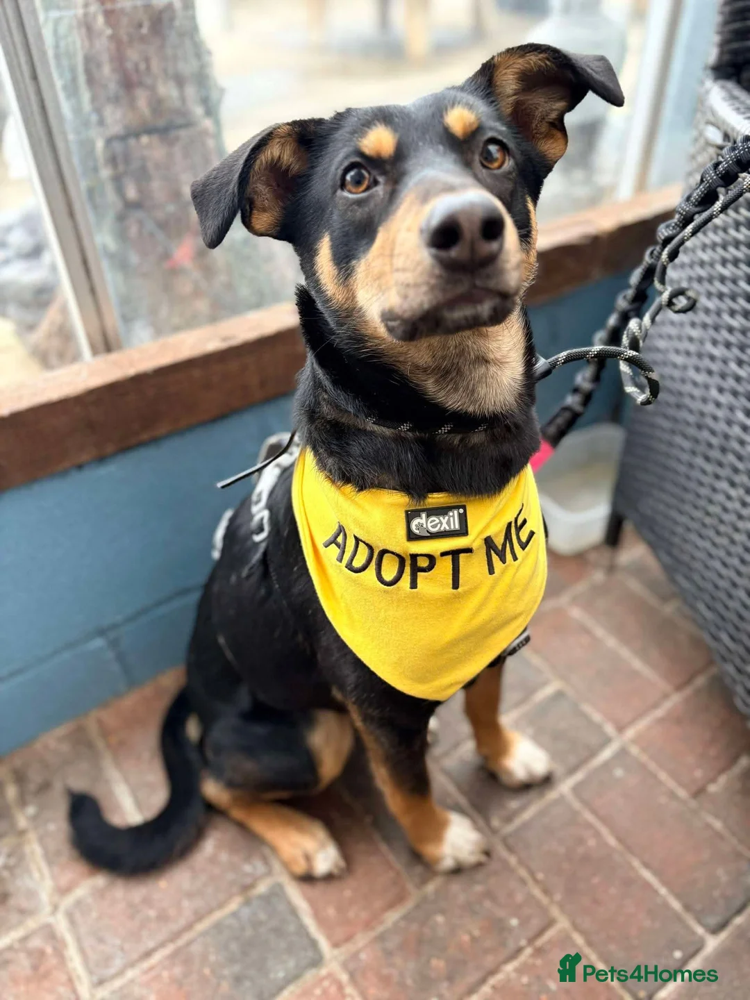 Mixed Breed dogs for adoption: Meet Puffin currently residing in Essex - Advert 2