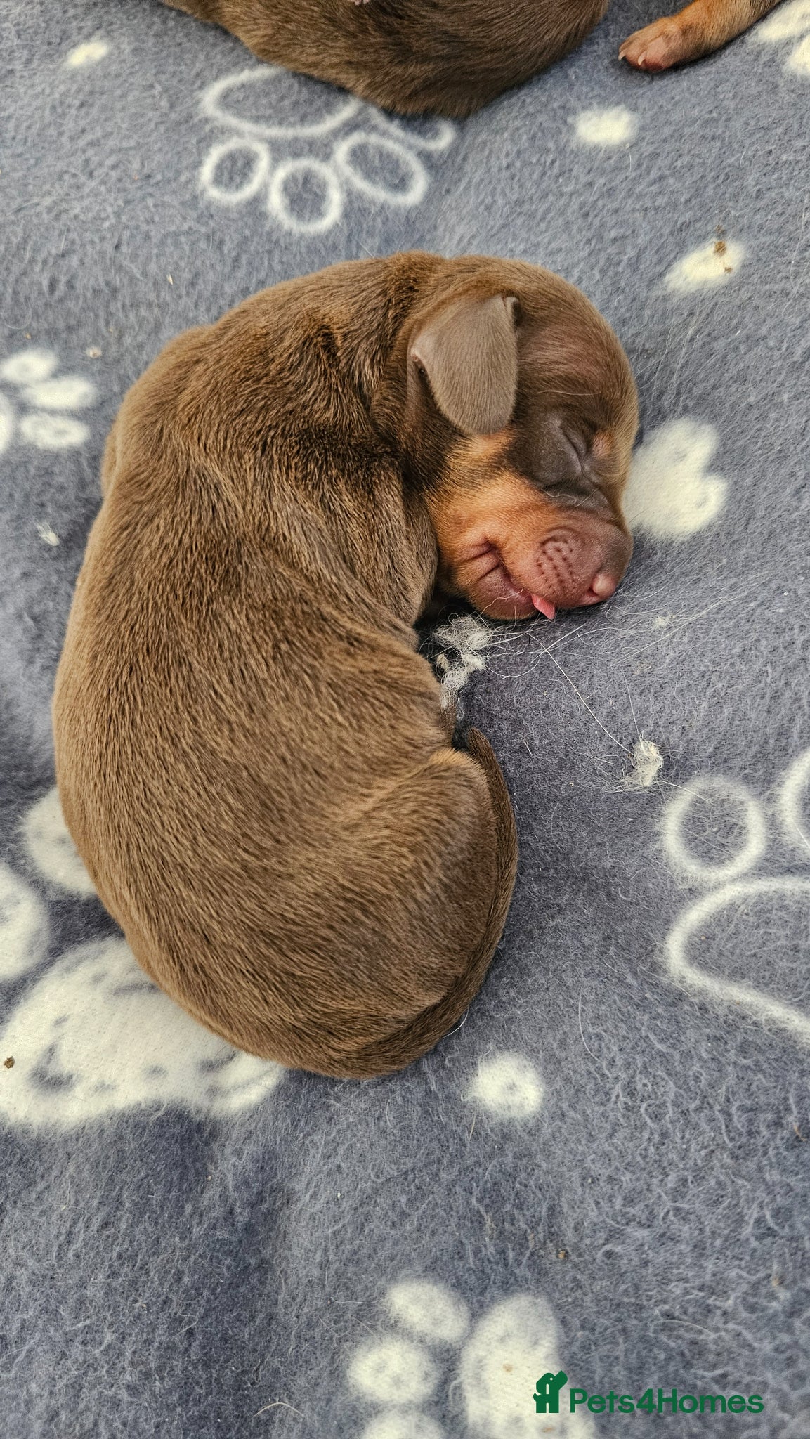 Dachshund dogs Stunning puppies, kc registered parents  - Advert 2