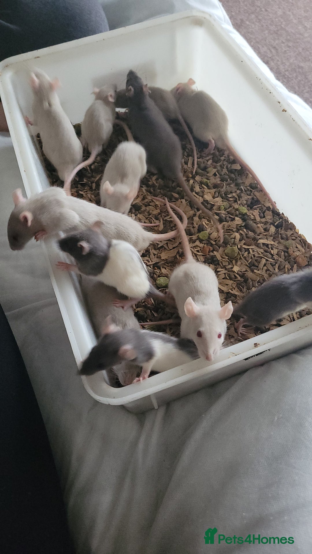 Rat rodents for sale: Male and female rats ❤️💙 - Image 4