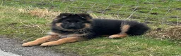 German Shepherd dogs for sale: LONG COATED GERMAN SHEPHERD GIRL  - Advert 16