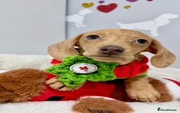 Miniature Dachshund dogs for sale: 🩷🌟Beautiful cream dapple KC Female 🌟🩷 - Advert 7