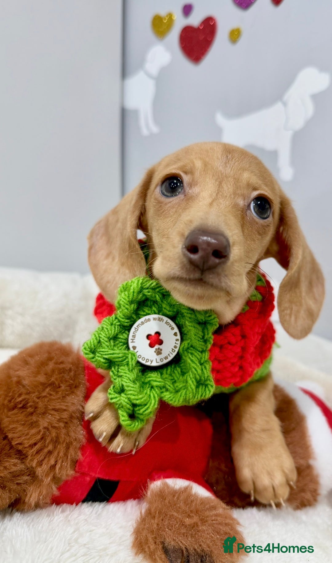 Miniature Dachshund dogs for sale: 🩷🌟Beautiful cream dapple KC Female 🌟🩷 - Advert 7