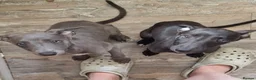 Whippet dogs for sale: Whippet puppies for sale - Advert 36