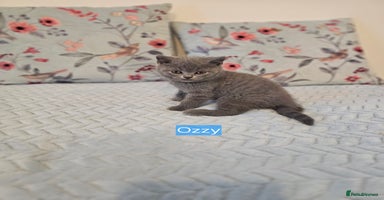 British Shorthair cats - Advert 13