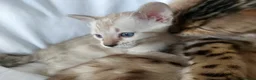 Bengal cats for sale: Pedigree Snow Bengal Kittens  - Advert 5