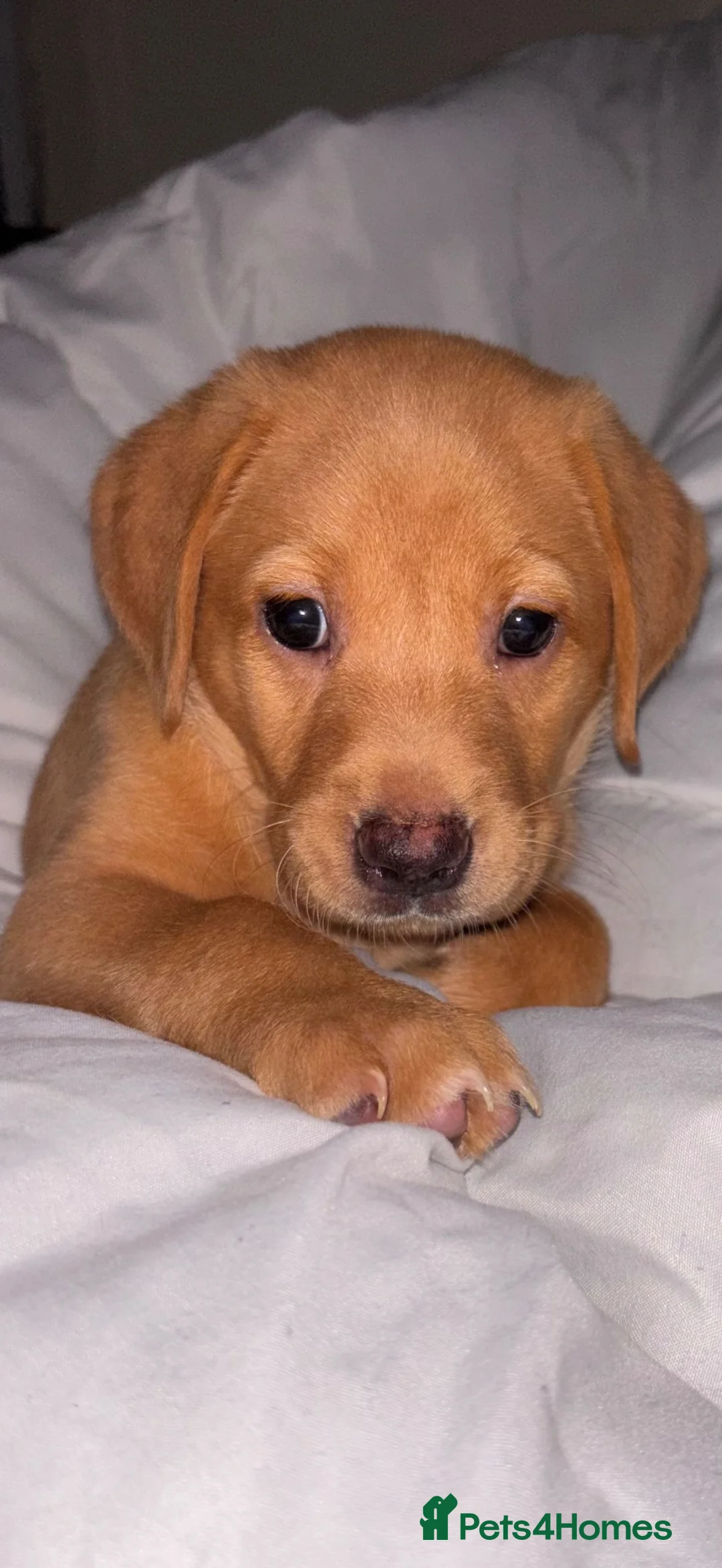 Labrador Retriever dogs for sale: Labrador puppies fox red black and golden litter  - Advert 2