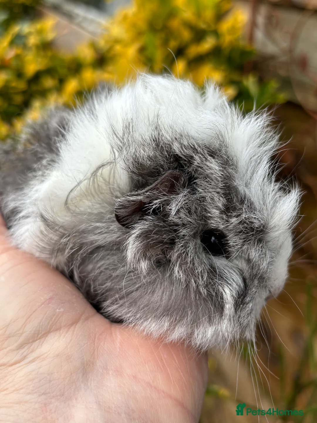 Guinea Pig rodents for sale: Adorable baby Guinea pigs for sale - Advert 1