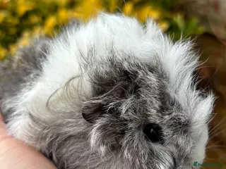 Guinea Pig rodents Adorable baby Guinea pigs for sale - Advert 1