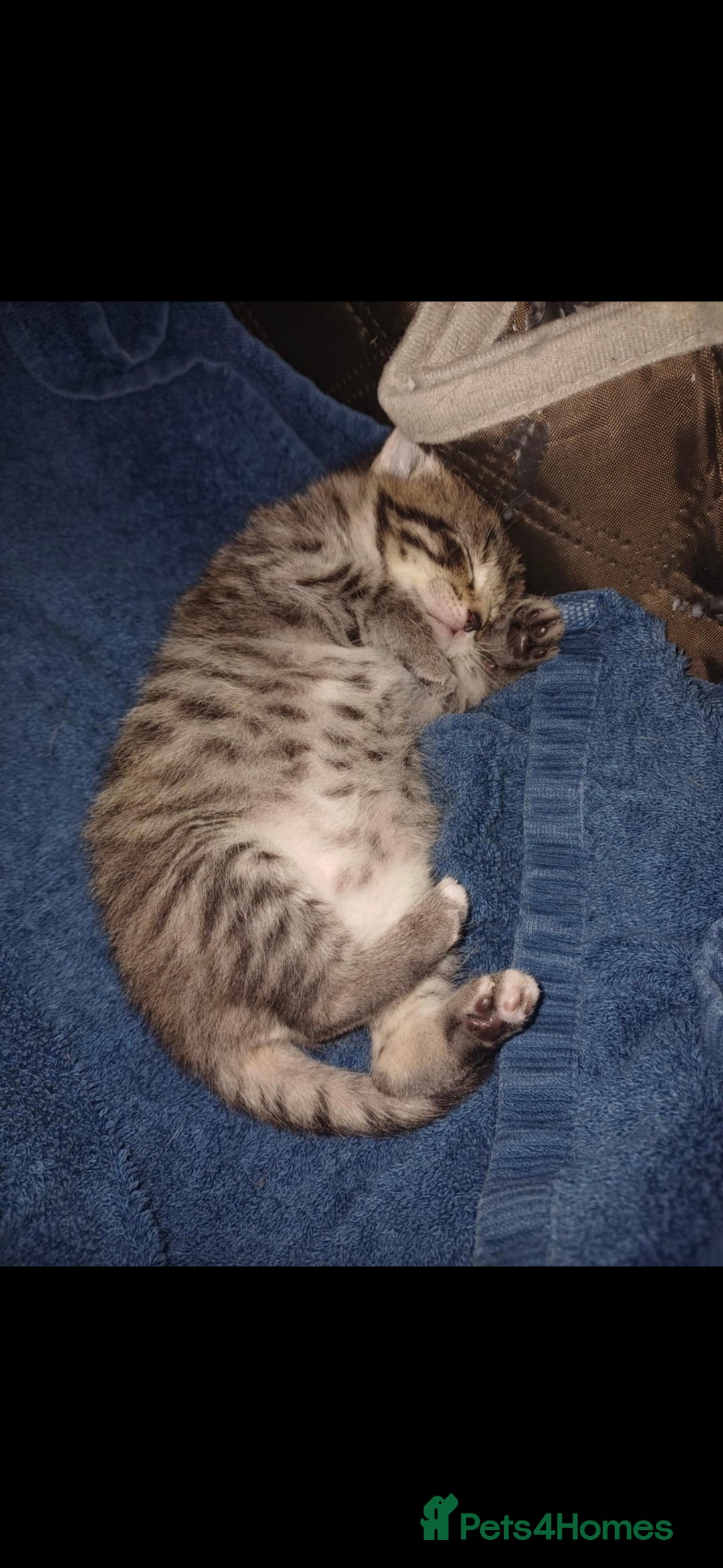 British Shorthair cats for sale: Lovely little female grey tabby kitten - Image 3