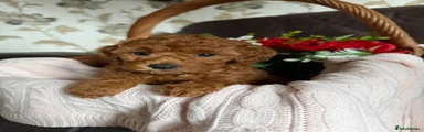 Toy Poodle Puppy 1
