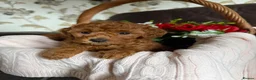 Toy Poodle dogs for sale: Gorgeous PureBred Toy Poodle Pups😍🐶 in Manchester - Advert 7