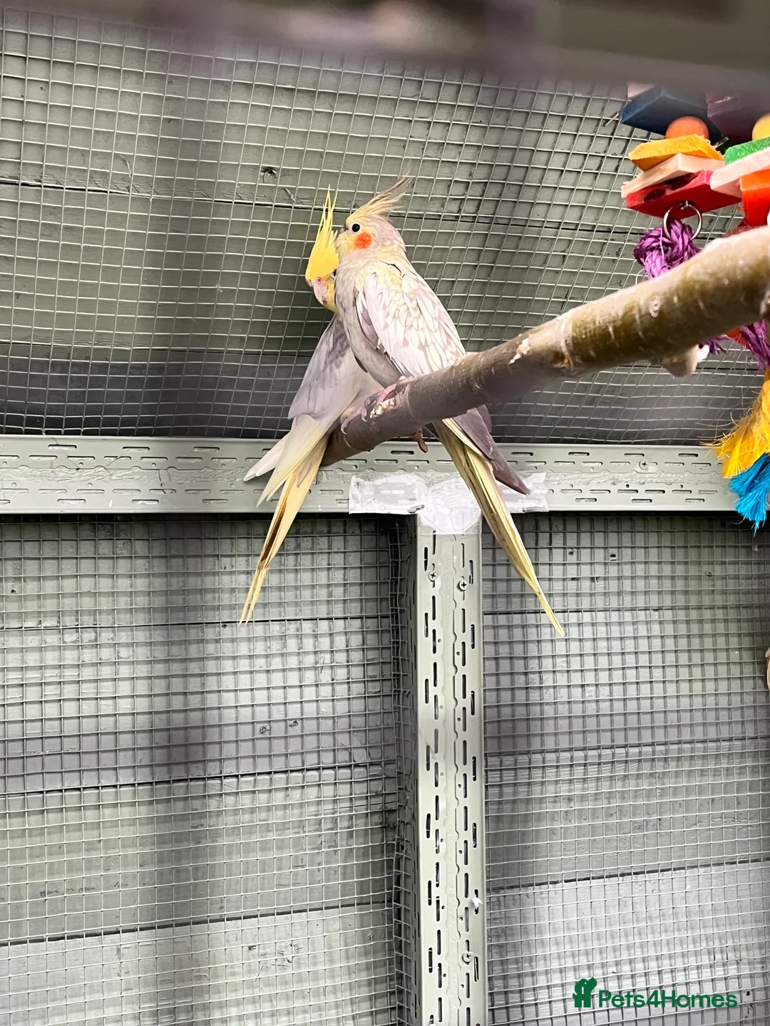 Cockatiels birds for sale: Stunning cockatiels  - Advert 6