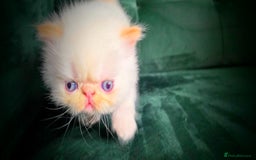 Persian cats for sale: Beautiful and Rare Purebred Persian Kittens - Image 16