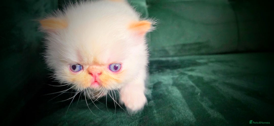 Persian cats for sale: Beautiful and Rare Purebred Persian Kittens - Image 16
