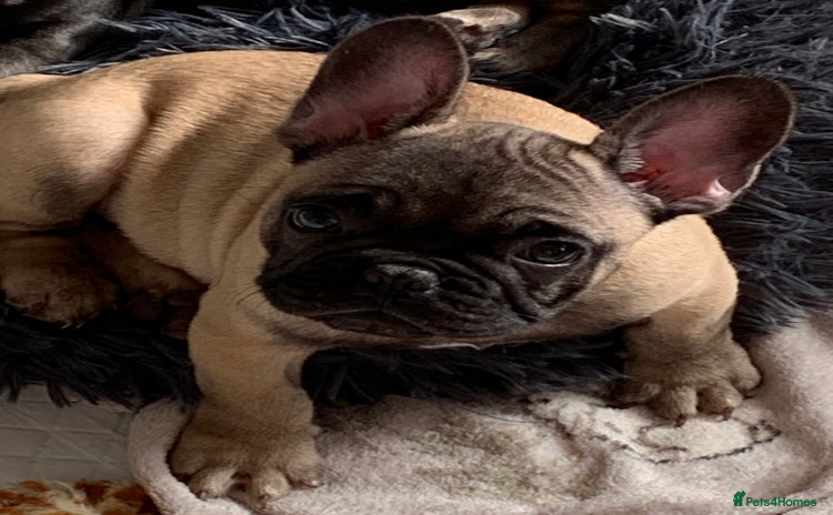 French Bulldog dogs - Advert 7