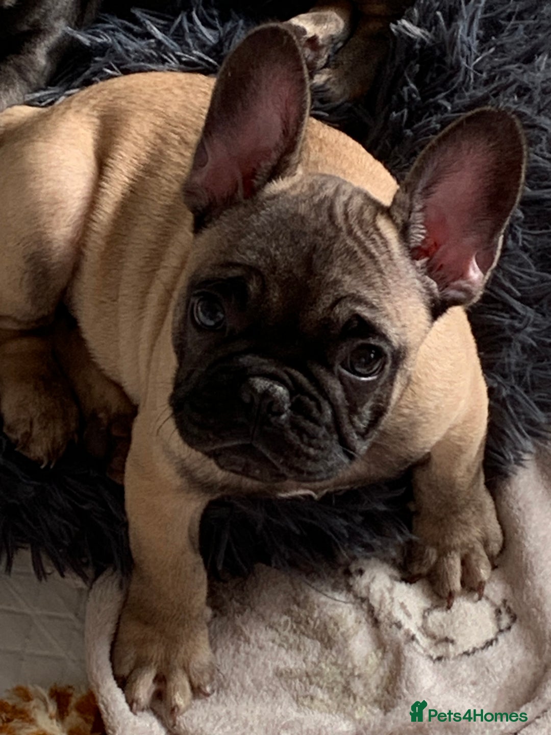 French Bulldog dogs for sale: French bulldogs  - Image 1