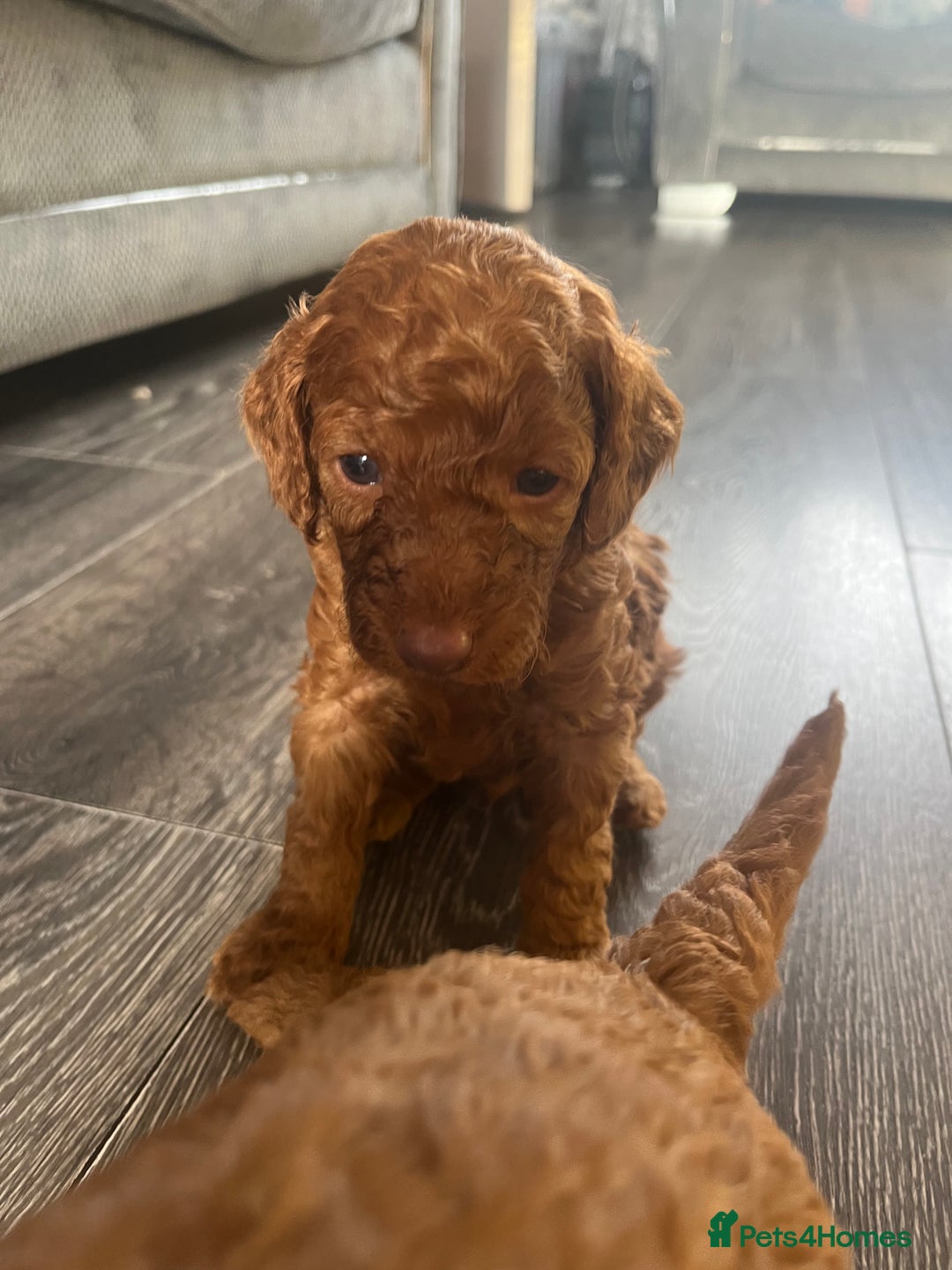 Cavapoo dogs for sale: F1b Cavapoo ALL PUPS NOW RESERVED  - Advert 4