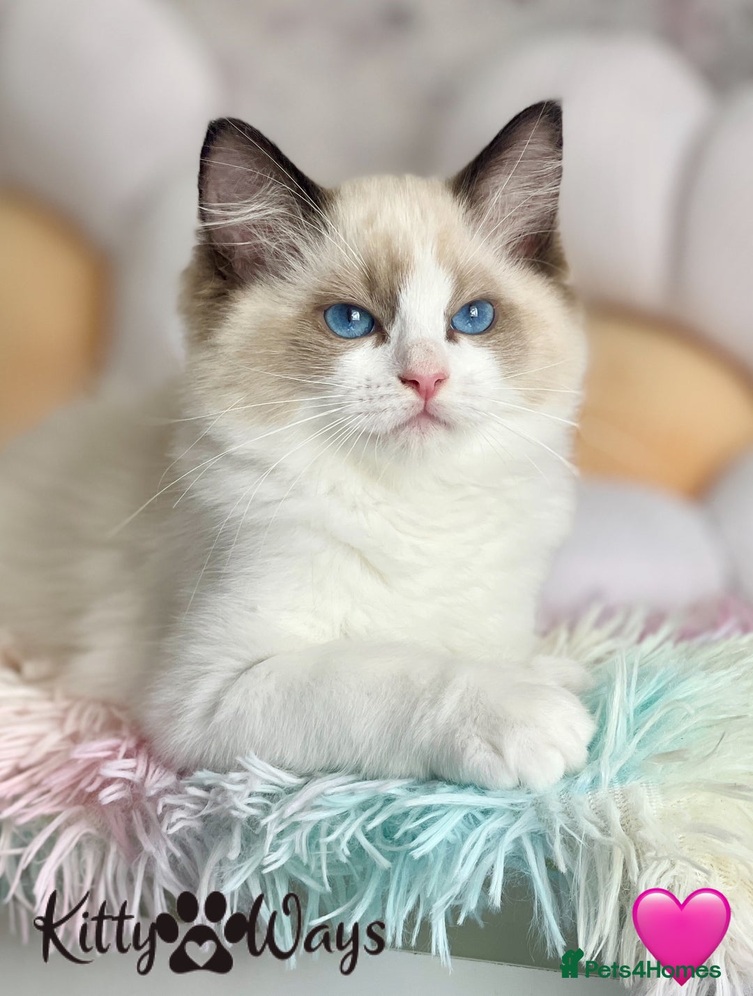 Ragdoll cats for sale: 🐾🩷*TICA REG* LYNX TABBY EU RAGDOLL KITTENS🩵🐾 - Image 15