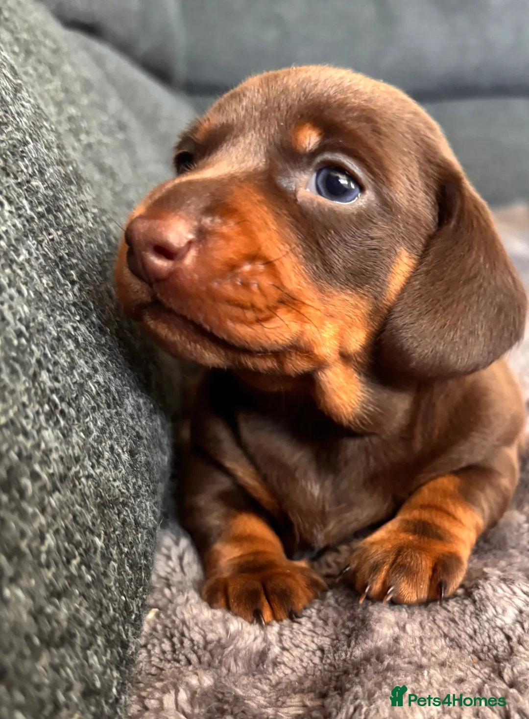 Miniature Dachshund dogs for sale: 9 week old boy - Advert 8