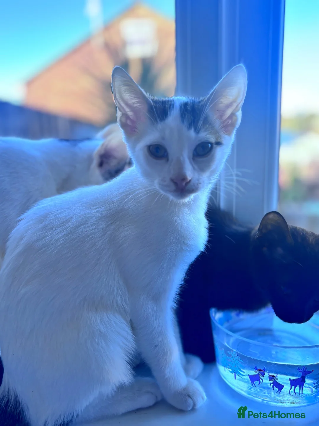 British Shorthair cats for adoption: Beautiful male - Advert 2