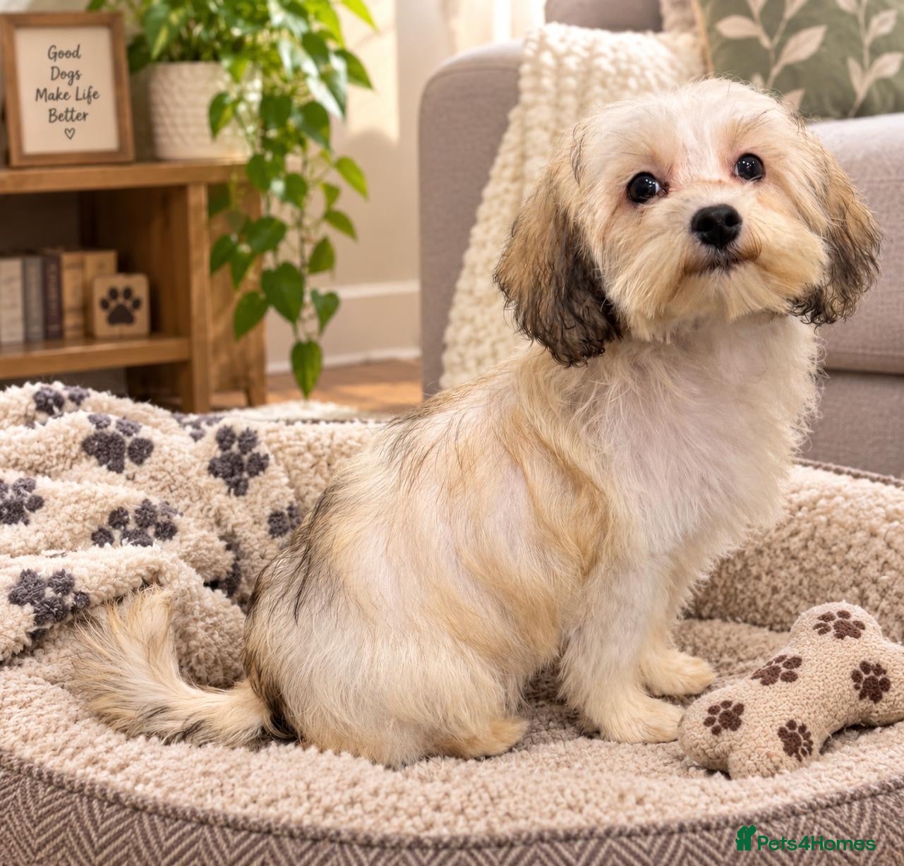 Maltipoo dogs 🩵🩷 Five Maltipoo Pups 🩵🩷 - Advert 13