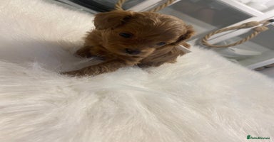 Maltipoo dogs ✨ Luxury Asian Maltipoo F1b – Rare Brown Mini ✨ - Advert 10