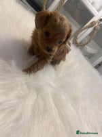 Maltipoo dogs ✨ Luxury Asian Maltipoo F1b – Rare Brown Mini ✨ - Advert 10