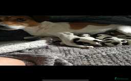 Jack Russell dogs for sale: Smooth haired small Jack Russel pups - Image 9