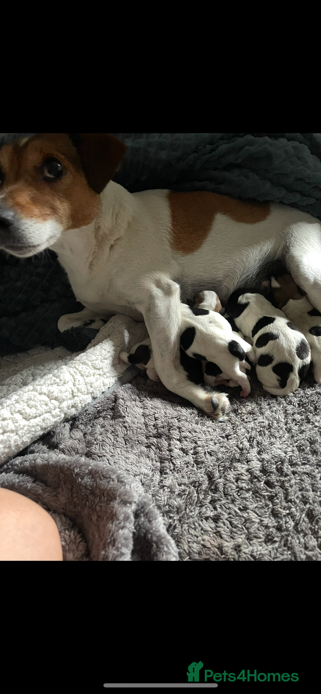 Jack Russell dogs for sale: Smooth haired small Jack Russel pups - Image 9