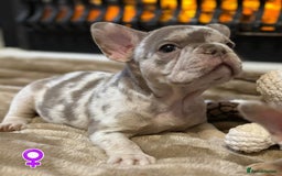French Bulldog dogs for sale: Rojo and Isabella Merle Pups - Image 2
