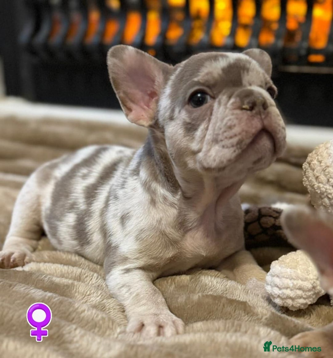 French Bulldog dogs for sale: Rojo and Isabella Merle Pups - Image 2