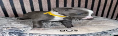 Whippet 3