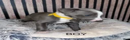 Whippet dogs for sale: Whippet pups for sale x5 boys x1 Girl - Advert 11