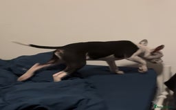 Staffordshire Bull Terrier dogs for sale: Staffordshire Bull Terrier Male Puppy - Image 2