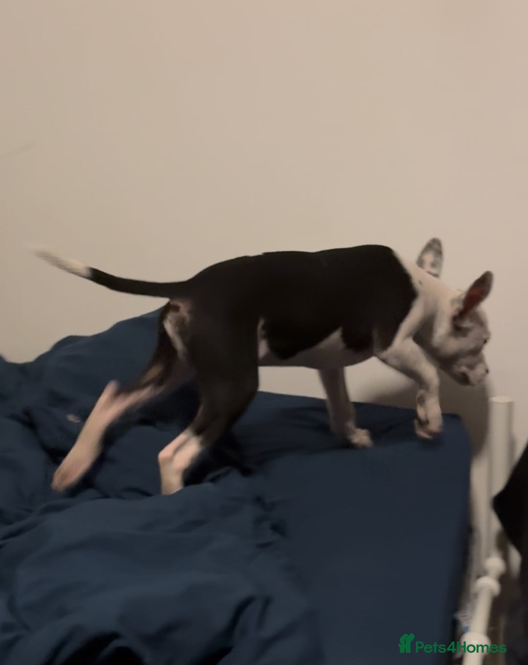 Staffordshire Bull Terrier dogs for sale: Staffordshire Bull Terrier Male Puppy - Image 2