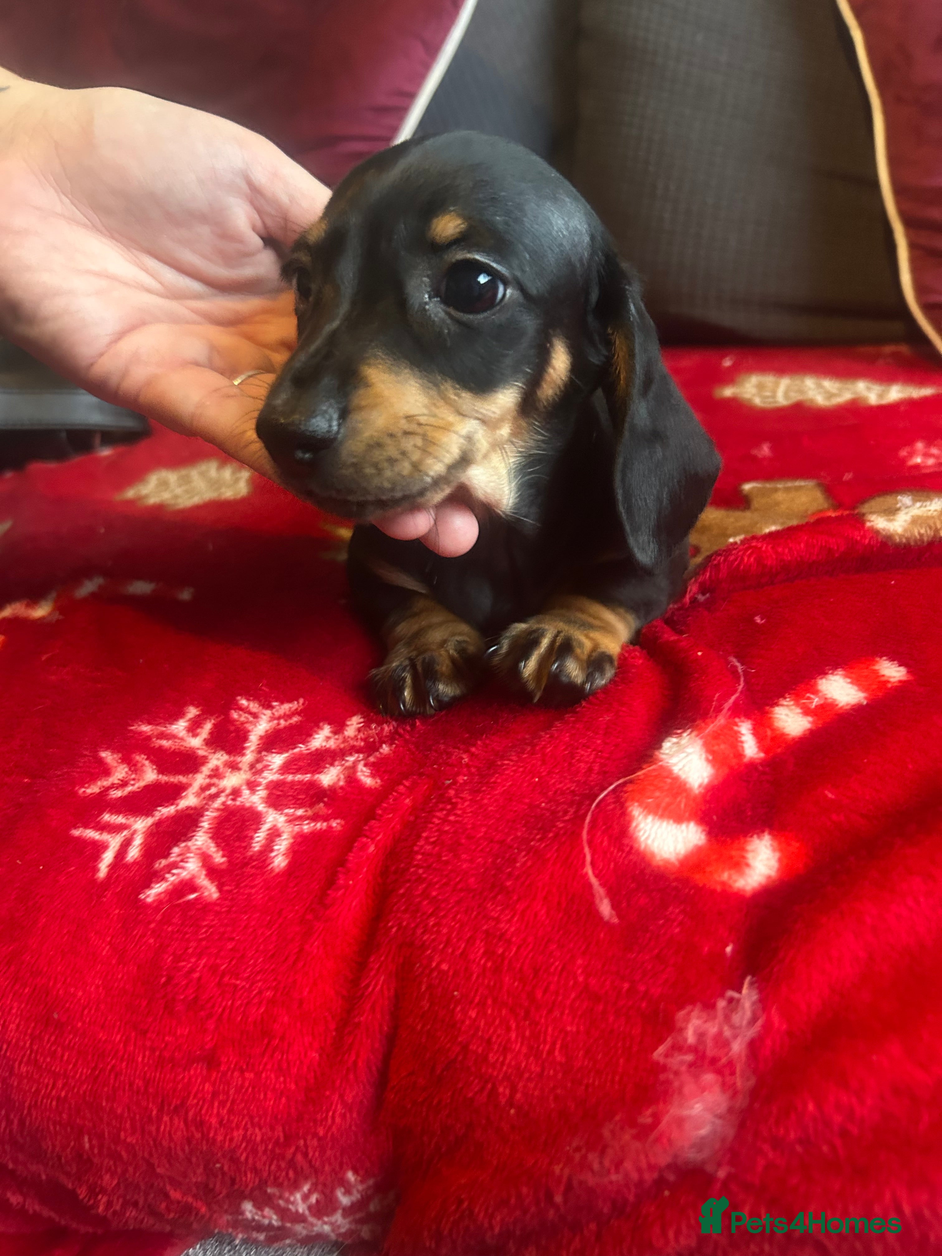 Miniature Dachshund dogs Miniature dachshund puppy’s READY TO LEAVE - Advert 3