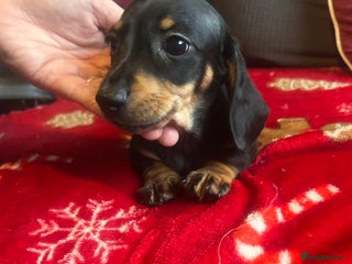 Miniature Dachshund dogs Miniature dachshund puppy’s READY TO LEAVE - Advert 9