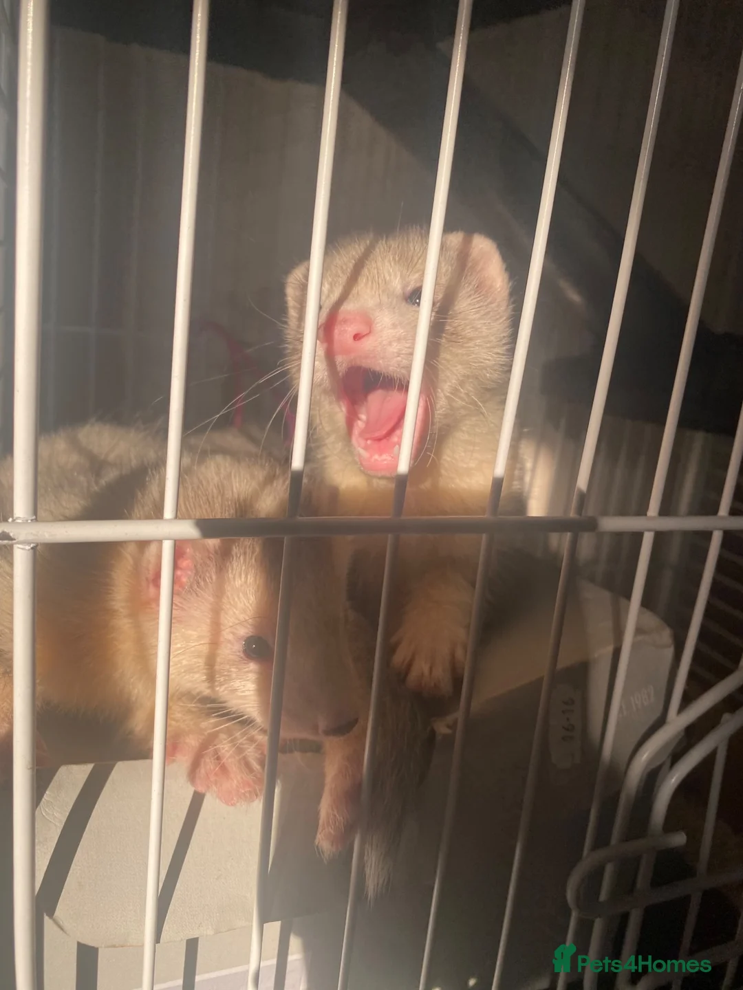 Ferret rodents for sale: Two male silver ferrets for sale! in Shipley - Advert 2