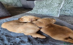 Golden Retriever dogs for sale: KC Golden Retriever Puppies - Image 4