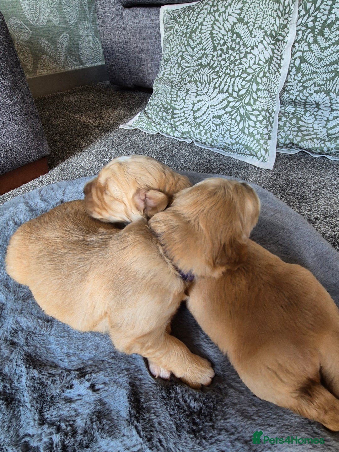 Golden Retriever dogs for sale: KC Golden Retriever Puppies - Image 4
