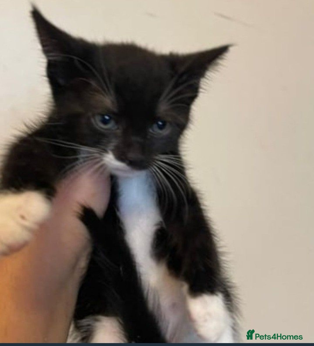 Mixed Breed cats for sale: Cute adorable kittens looking for forever homes  - Advert 8