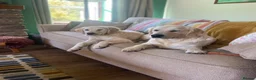 Golden Retriever dogs for sale: KC Registered Golden Retriever puppies in Pencader - Advert 35